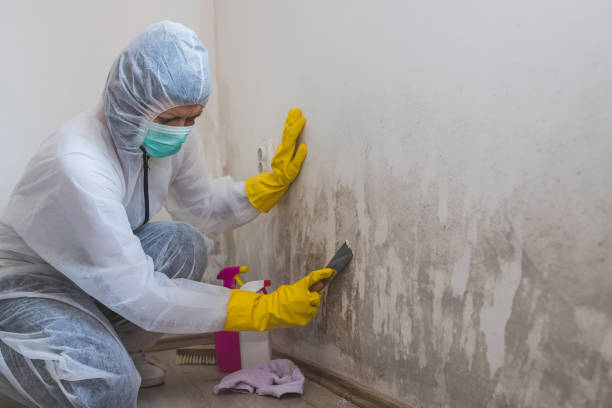 Yuba City, CA Mold Removal Company