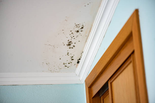 Best Home Mold Removal  in Yuba City, CA