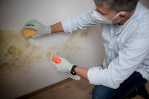 Best Mold Testing and Removal  in Yuba City, CA