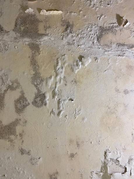 Mold Testing and Removal in Yuba City, CA
