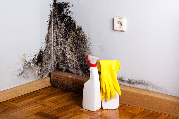 Best Home Mold Removal  in Yuba City, CA